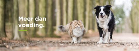 foto van een kat die geniet van aaien