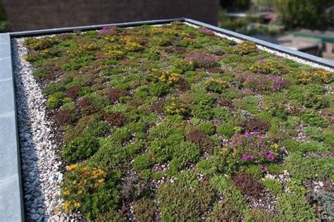 Afbeelding: Voorbeeld extensief en intensief groen dak
