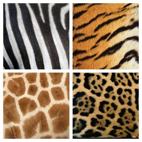 Illustratie van Skin-dierenprints: verscheidenheid aan prints zoals python, luipaard, giraffe, krokodil en zebra