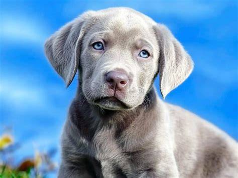 Illustratie: klein overzicht van Labrador blue - kleuren en kristalstructuur