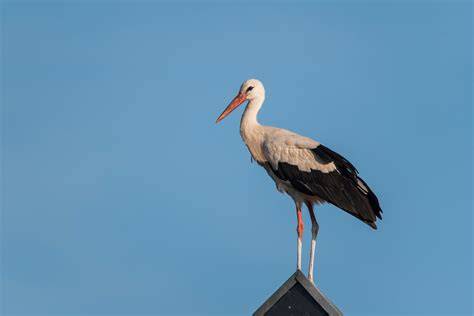 Foto: STORCH buitendienst verkoopadviseurs