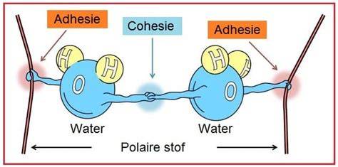 Diagram: Capillaire werking en waterkering