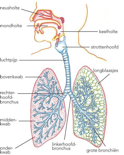 Diagram spraaktest: ademhaling en zone-indeling