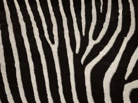 Voorbeeld van een zwart-wit zebra behang met een strak, grafisch patroon