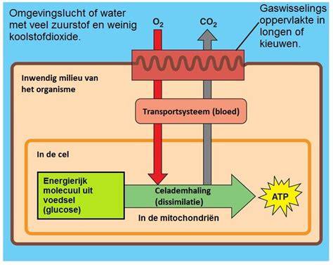 Diagram: koolstofdioxide opname en uitharding van kalkmortel