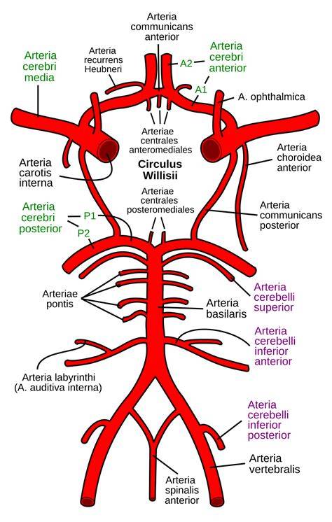 Infographic: Cirkel van Willis en belangrijke arteriële vertakkingen in de hersenen