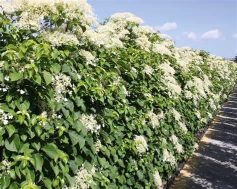 Afbeelding van kant-en-klaar Klimhortensia haag op frame