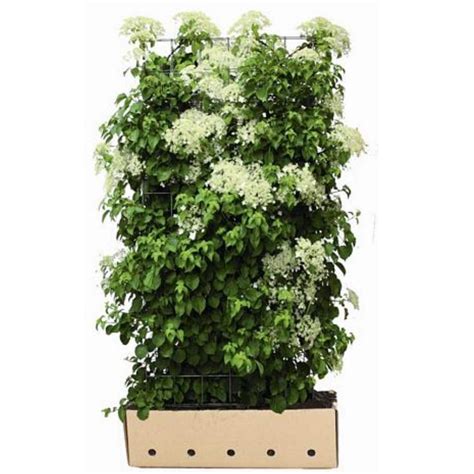 Infographic: installatie stappen QuickHedge klimhortensia