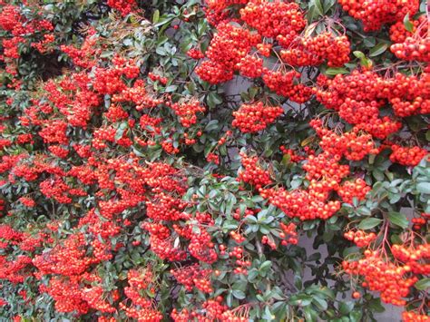 Foto van een Vuurdoorn met rode bessen tegen een schutting