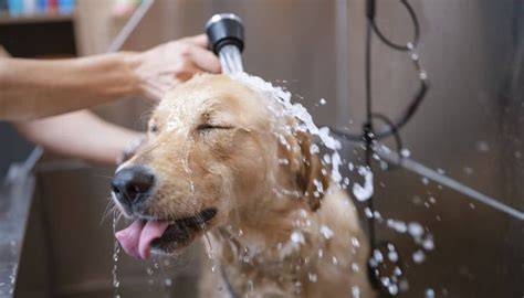 Checklist: Voorbereiding en onderhoud bij het wassen van een hond
