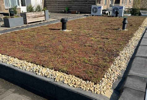 Vergelijking extensief vs. intensief groendak