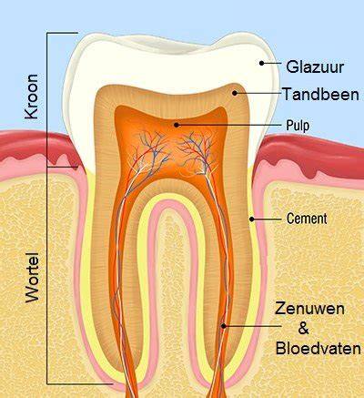 Infographic: 3D-schematische weergave van tanddelen: kroon, wortel, pulpa, glazuur, tandbeen, tandvlees, tandkas, wortelpunt