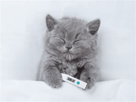 Illustratie van een kat die behandeld wordt met een Bayer Advantage pipet