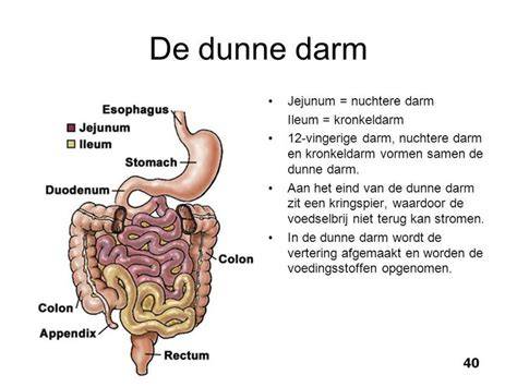 Infographic: Anatomie en functie van geplooide binnenwand van dunne darm
