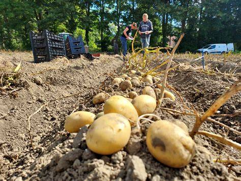 Grafiek: Resistentiestatus van genoemde rassen tegen Phytophthora