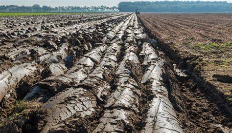 Foto: Zoete aardappelplanten op Kleigrond met zwarte folie