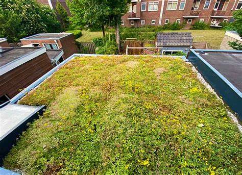 Groene daken infographic: voordelen, kosten en subsidies