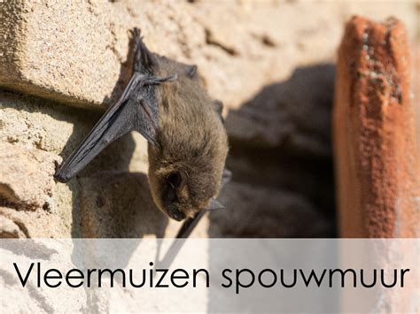 Infographic: Plaatsings- en verblijfplaatsen van vleermuizen in huizen