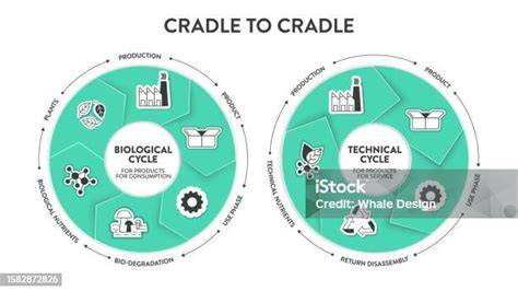 Infographic: De kringlopen in Cradle to Cradle (biologisch en technisch)