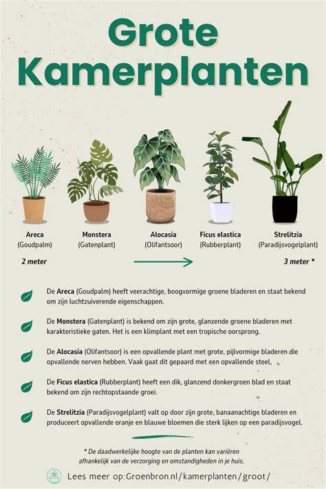 Infographic: effecten van vloerverwarming op kamerplanten en hoe je vochtbalans herstelt