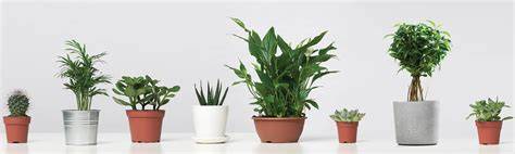 Foto: planten op standaards en schotels onder potten