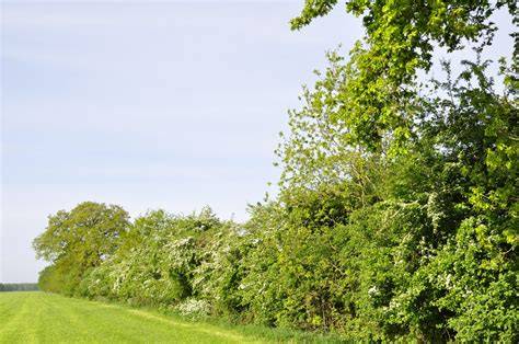 Afstandseisen erfgrens voor bomen en heggen