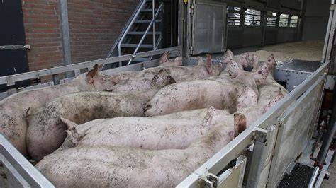 Afbeelding: stappenplan vervoer varkens met toestemming en afvoermelding