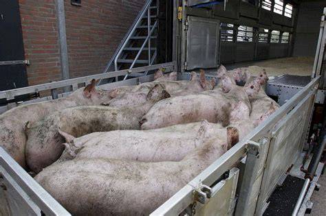 Diagram: samenvatting van procedures rondom aan- en afvoer van varkens