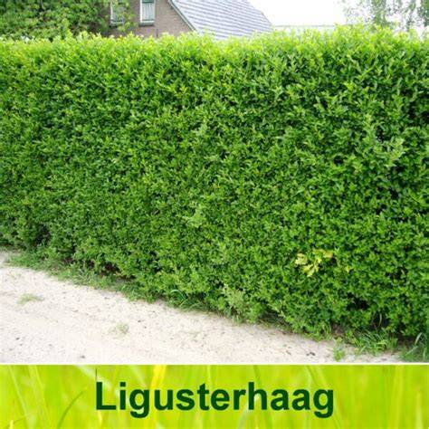 Voorbeelden van hagen en groenblijvende afscheidingen