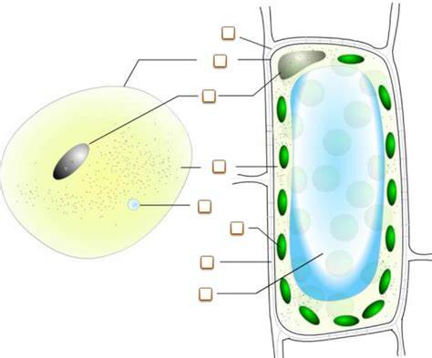 Diagram: Celstructuur van kurk met honingraad en gasvulling