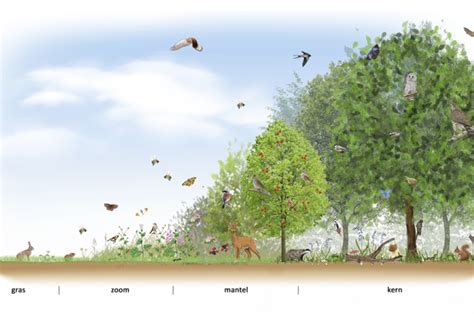 Infographic: Locaties en structuur van De Bosrand