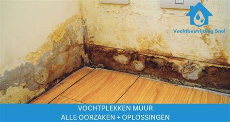 Infographic: oorzaken en oplossingen van vochtplekken en schimmel