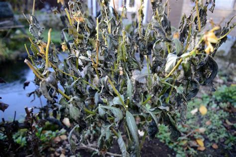 Foto van vorstschade aan een leiding als contrast met de bescherming door heat tracing