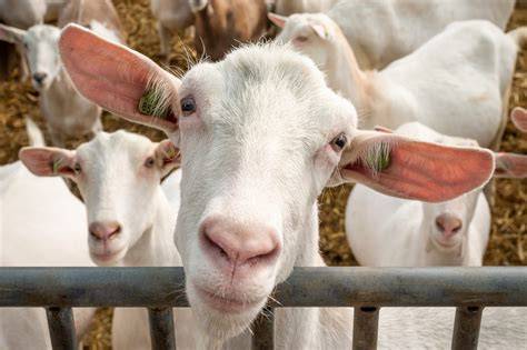 afbeelding: Geiten op daken in Coombs