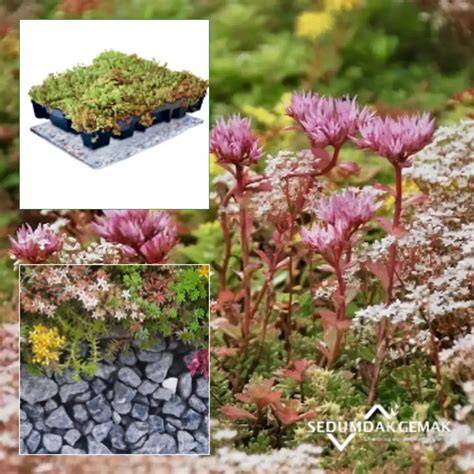 Do-it-yourself sedum pakket overzicht