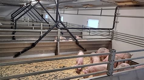 Moving Floor demonstratie in Västerås: varkens op kunststof bewegende vloer en automatische mestafvoer