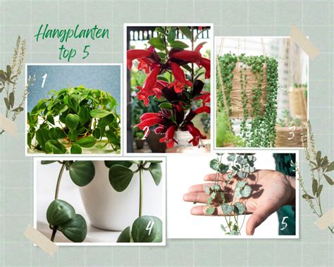 Collage van verschillende populaire hangplanten.