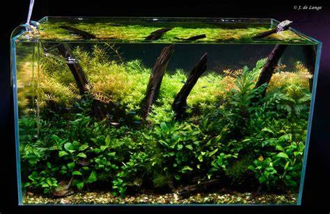 Kaart met AQI- en waterwaardenmonitoring voor een gezond aquarium