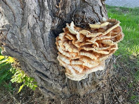 Foto van plakspijkers in gebruik