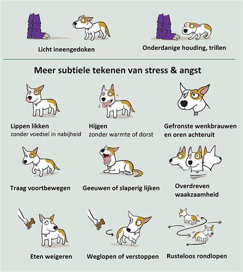 Infographic: Signalen van vergiftiging bij honden en eerste hulp