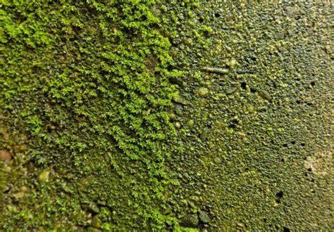 Diagram van mosgroei op bioreceptief beton en de rol van porositeit