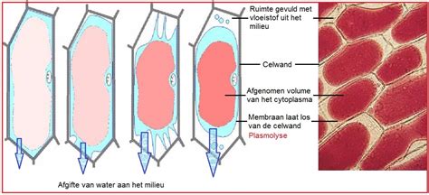 Informatieve schematische tekening van een MDF-schapowrunt rond een haard (if mogelijk, beeldverwijs)