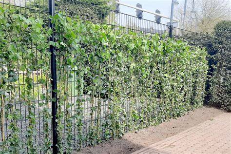 Infographic over dubbelstaafmat met klimplanten