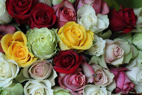 Gemengd boeket rozen - symboliek van kleur en emotie