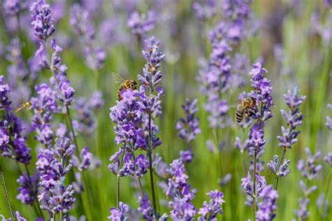 Een kleurrijke selectie van bloeiende planten die bijen en andere insecten aantrekken, met vermelding van hun bloeiperiodes.