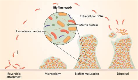 Infographic: biofilm in jacuzzi en stappenplan