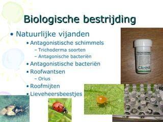 Infographic over oorzaken van woeling door vogels en natuurlijke bestrijding