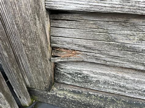 Voorbeeld van schimmelgroei op een camperwand en zacht, verrot hout