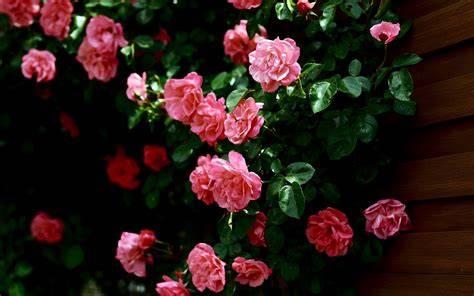 Diepzwarte achtergrond met roze rozen als kunstwerk: een dramatisch rozenmotief