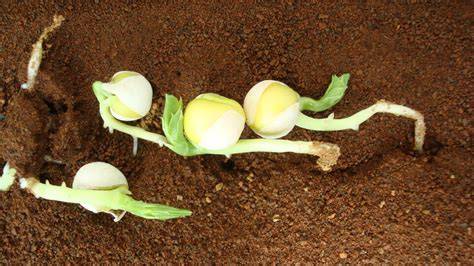 Tomaten gegroeid op Marsgrond. FOTO: Wageningen University & Research